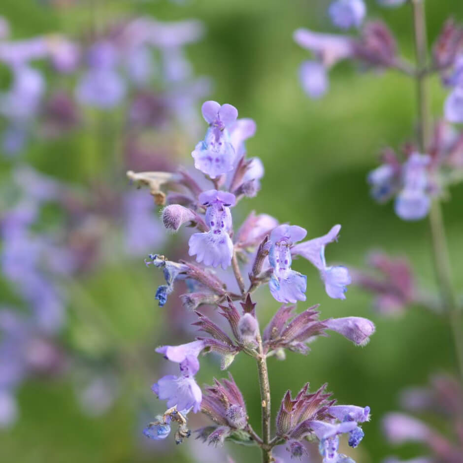 Catmint Seeds – Persian
