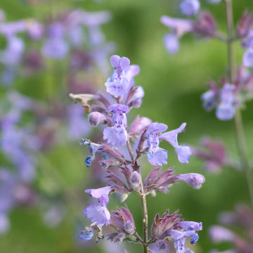 Catmint Seeds – Persian
