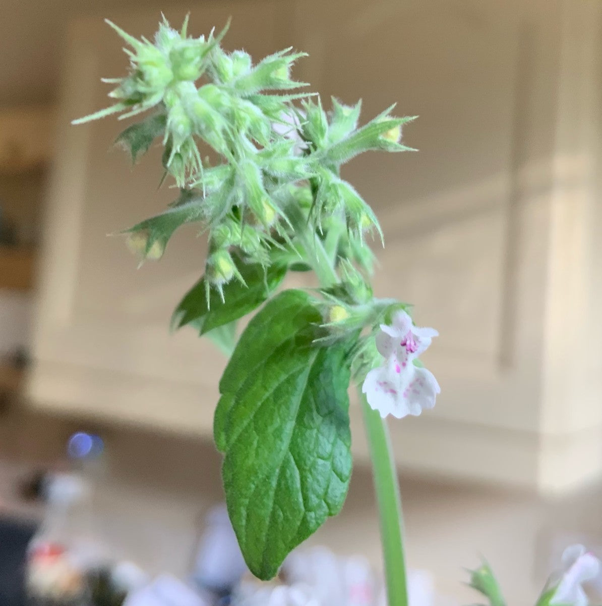 Catnip Seeds – Perennial Mint Family

