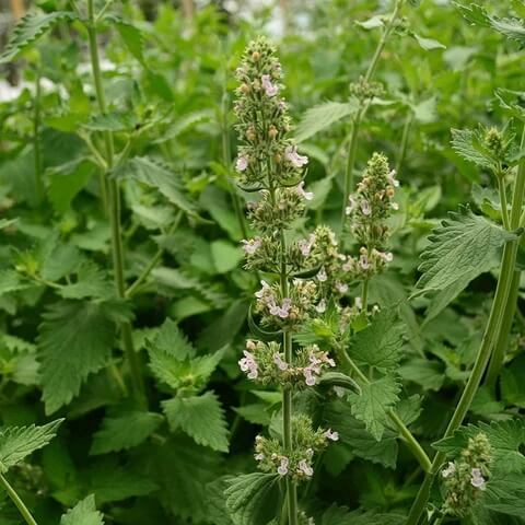 Catnip Seeds – Nepeta cataria