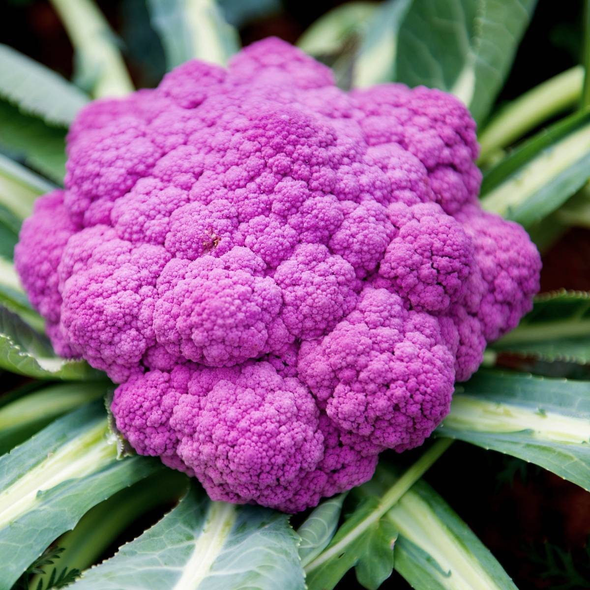 Cauliflower Seeds – Purple Sicily
