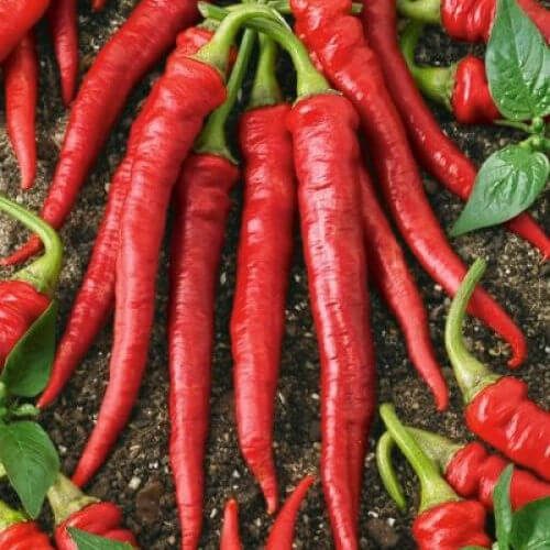 Cayenne Pepper Seeds – Long Red Slim