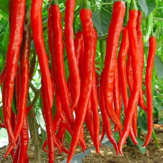 Cayenne Pepper Seeds – Long Red Hot