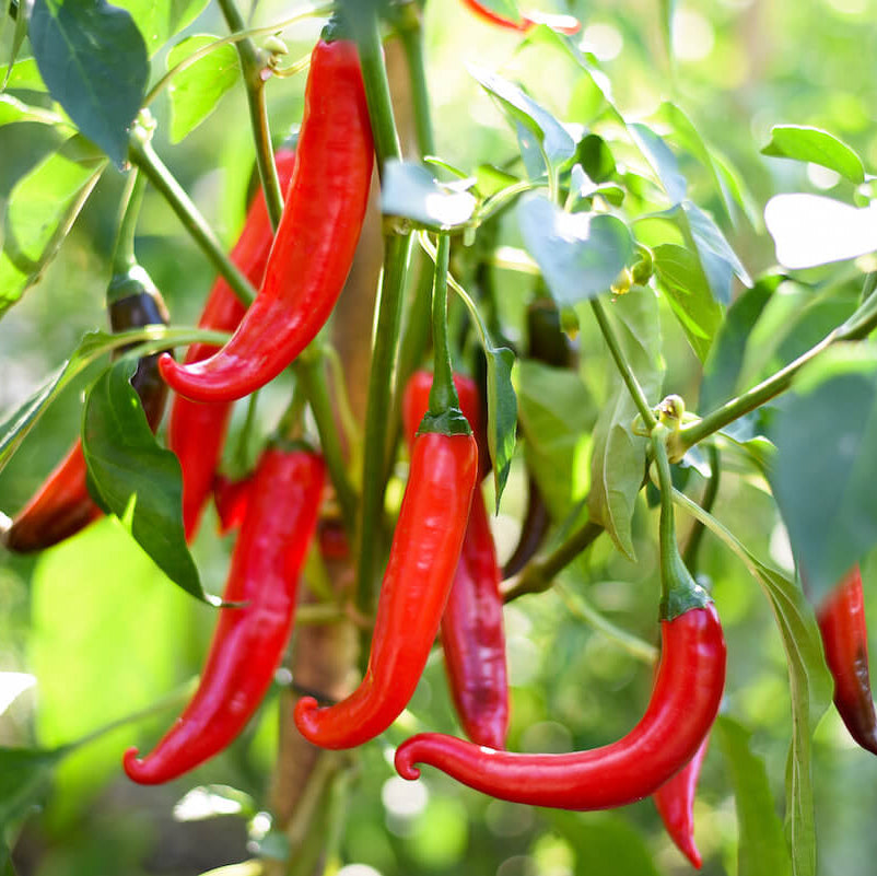 Cayenne Pepper Seeds – Short 