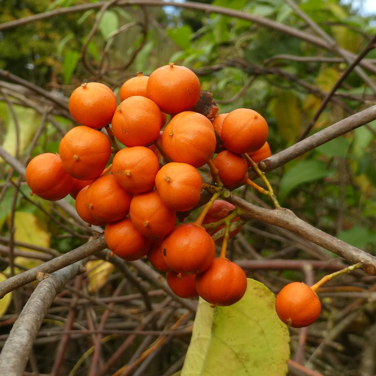 Celastrus Scandens Seeds – American Bittersweet
