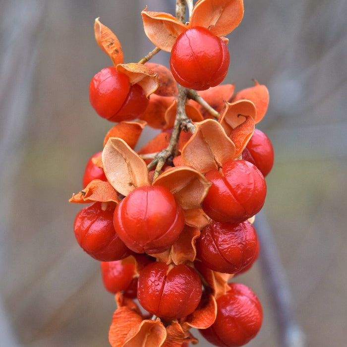 Celastrus Scandens Seeds – American Bittersweet
