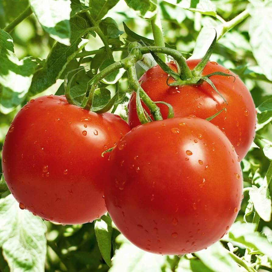 Celebrity Hybrid Tomato Seeds - Vegetable Plant 
