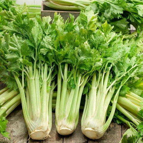 Celery Seeds – Classic

