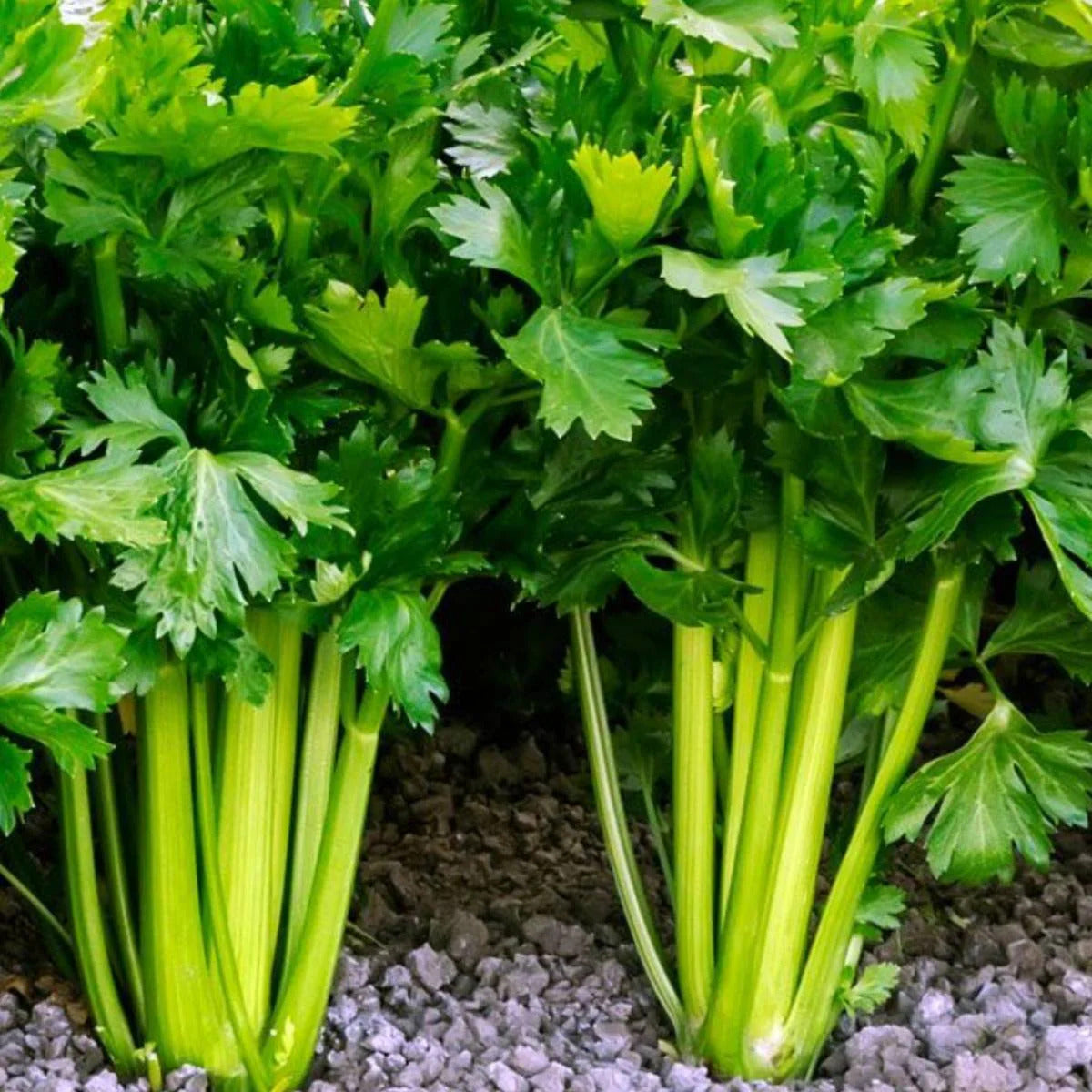 Celery Seeds – Classic
