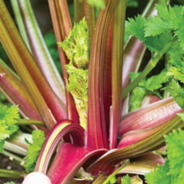 Celery Seeds – Organic Redventure
