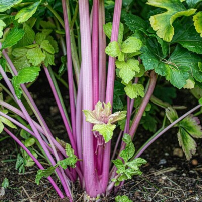 Celery Seeds – Pink Plume
