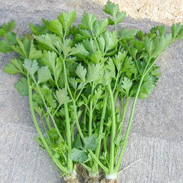 Celery Seeds – Chinese