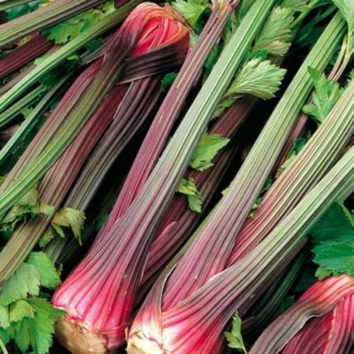 Celery Seeds – Organic Redventure
