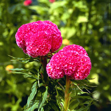Celosia Cristata Seeds - Flower Plant