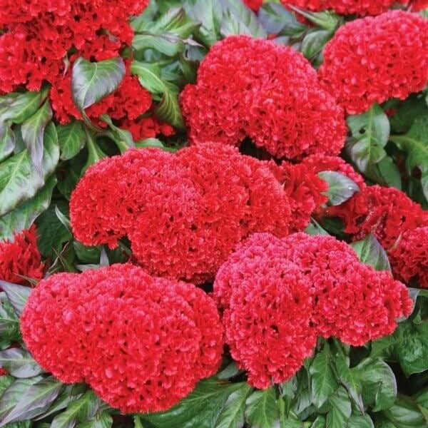 Celosia Cristata Seeds - Flower Plant