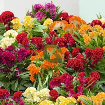 Celosia Seeds – Heirloom