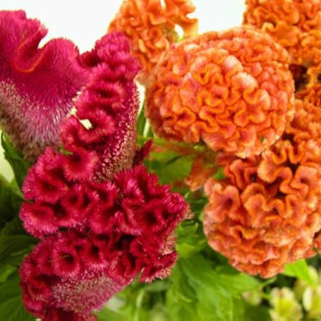 Celosia Seeds – Long Bloom Season