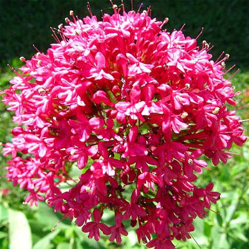 Centranthus Ruber Seeds - Flower Plant