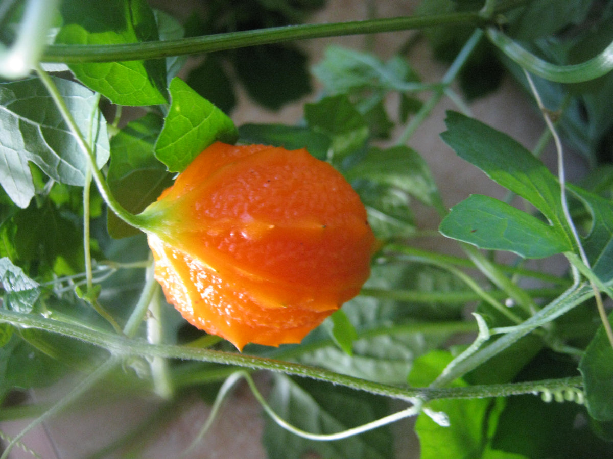 Cerasee Seeds – Jamaican
