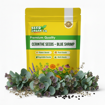 Cerinthe Seeds – Blue Shrimp