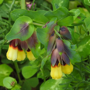Cerinthe Seeds – Yellow