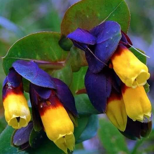 Cerinthe Seeds – Yellow