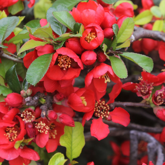 Chaenomeles Japonica Seeds – Japanese Quince
