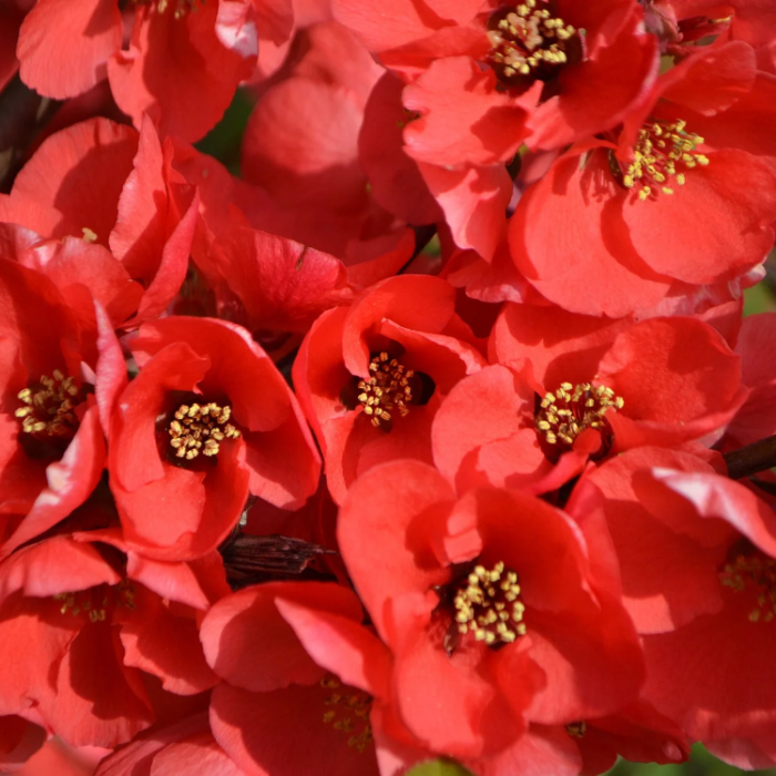 Chaenomeles Japonica Seeds – Japanese Quince
