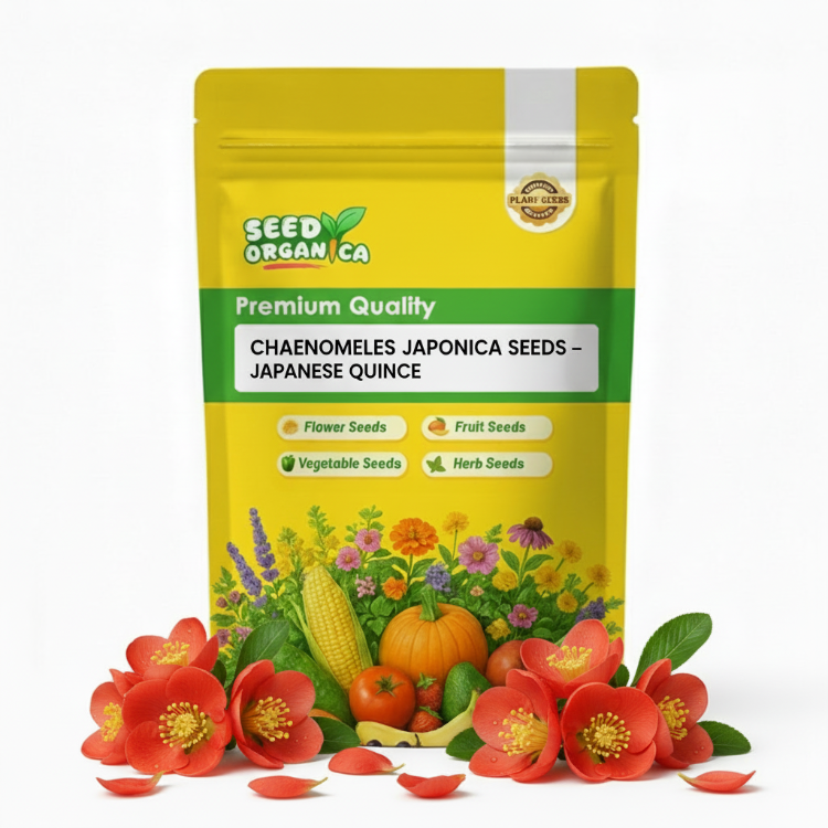 Chaenomeles Japonica Seeds – Japanese Quince