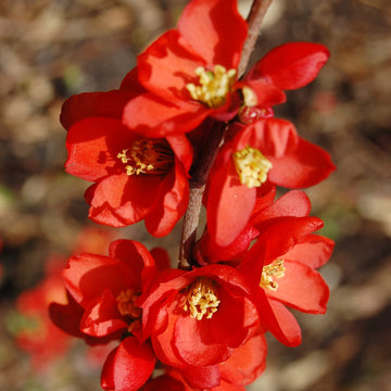 Chaenomeles Speciosa Seeds – Quince
