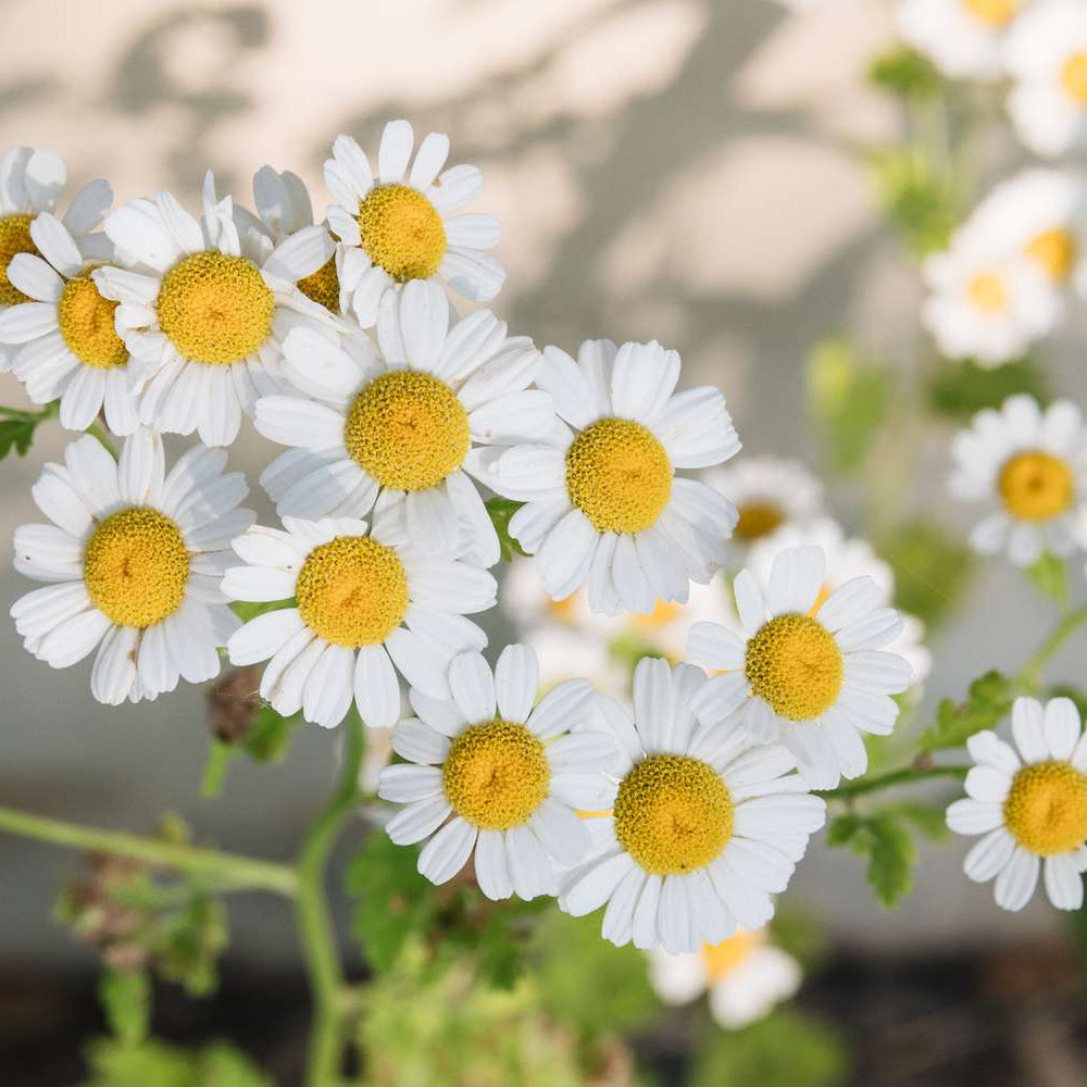 Chamomile Seeds – German Chamomile
