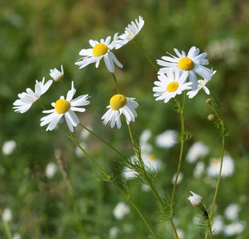 Chamomile Seeds – Bodegold 