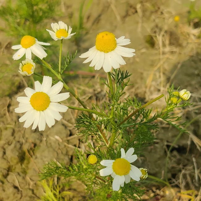 Chamomile Seeds – German Chamomile
