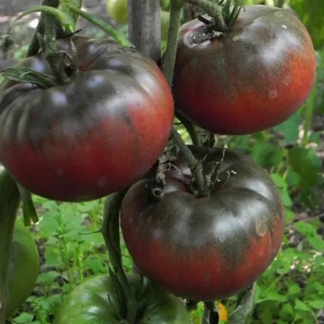Cherokee Seeds
