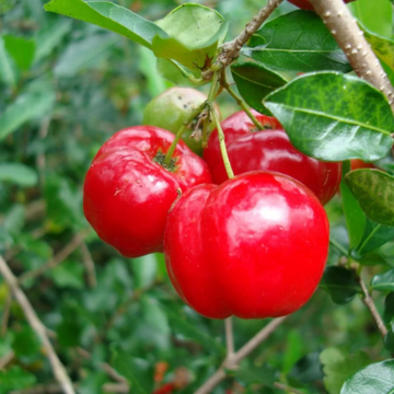 Cherry Seeds – Barbados
