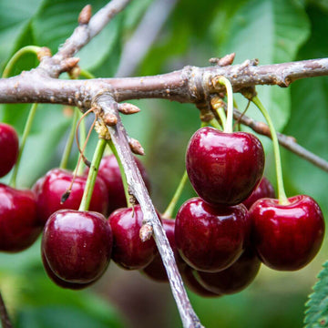 Cherry Seeds – Lapins
