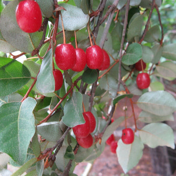 Cherry Silverberry Seeds