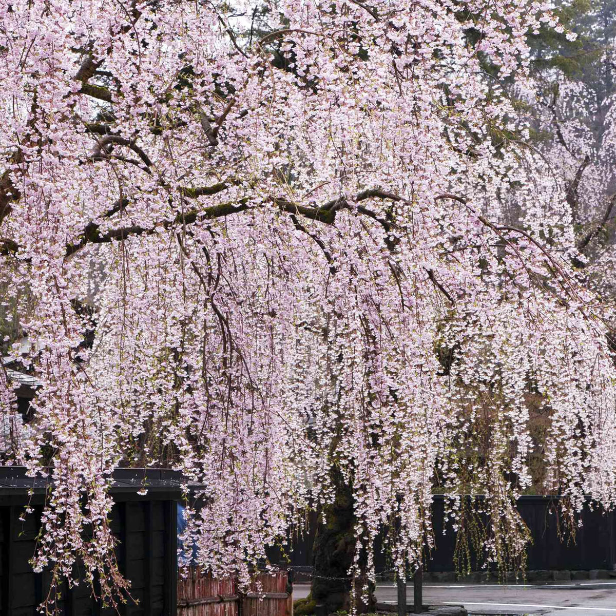 Cherry Seeds – Weeping Higan
