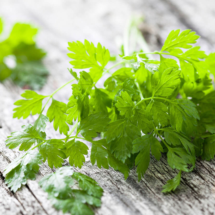 Chervil Seeds – Curled