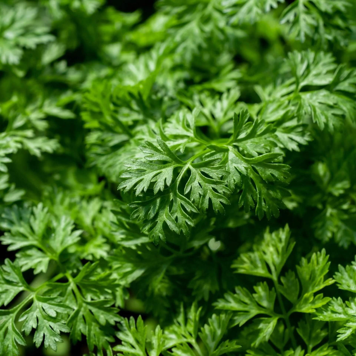 Chervil Seeds – Curled