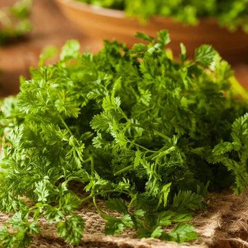 Chervil Seeds – Curled