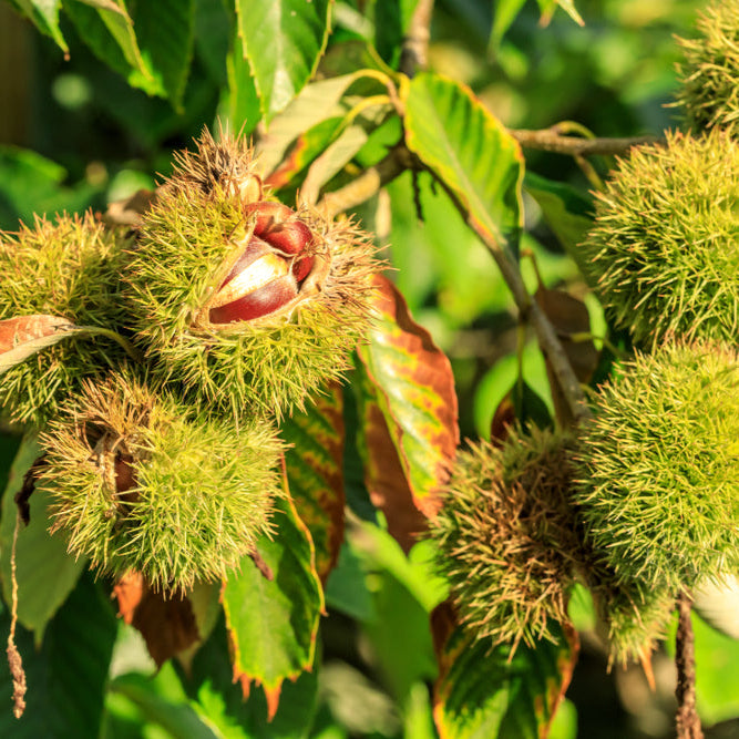 Chestnut Seeds
