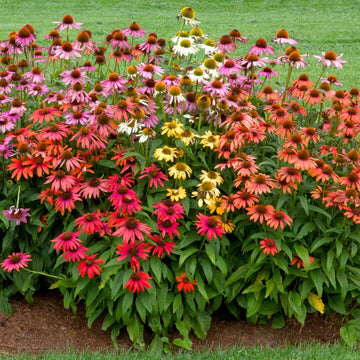 Cheyenne Spirit Mixed Echinacea Seeds - Flower Plant