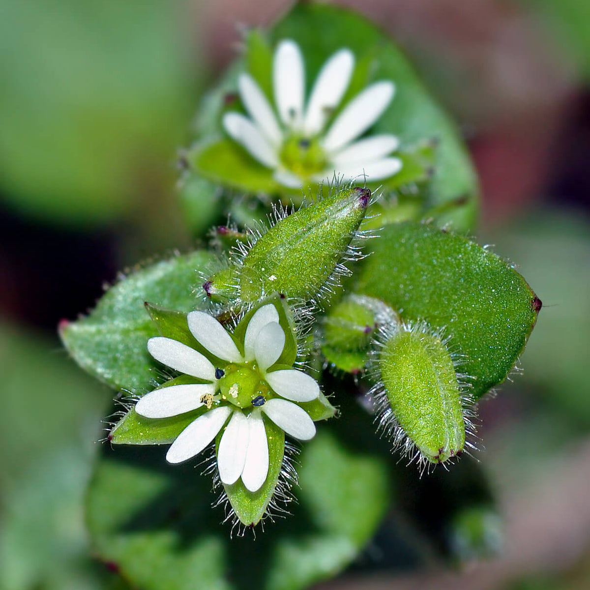 Chickweed Seeds – Stellaria media