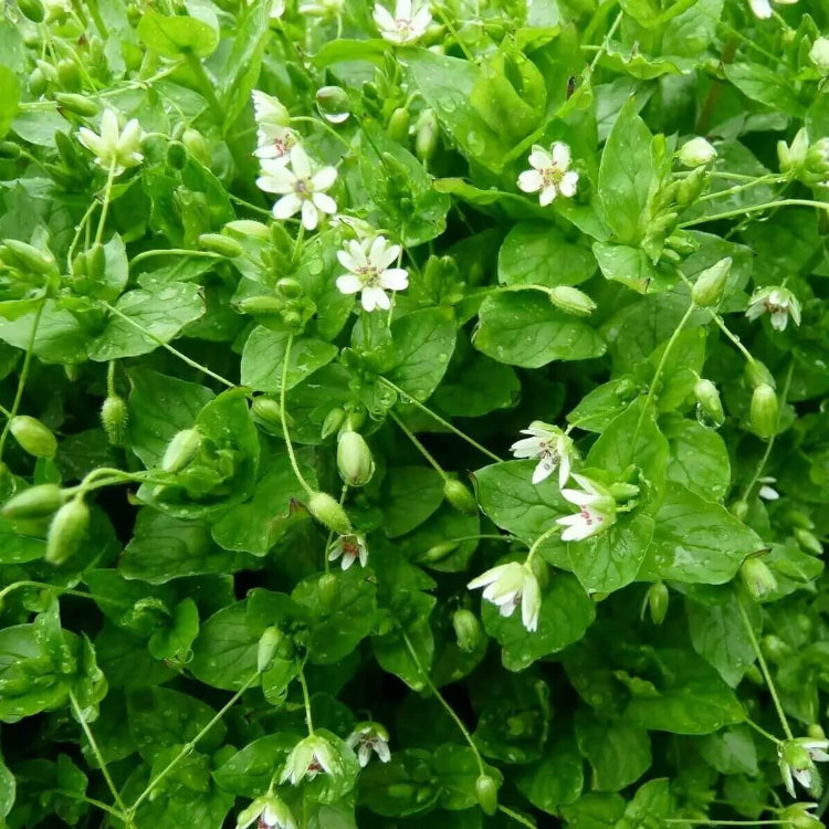 Chickweed Seeds – Stellaria media