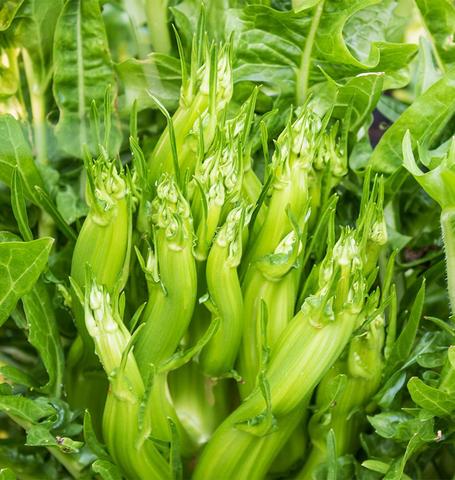Chicory Seeds - Catalogna Puntarelle
