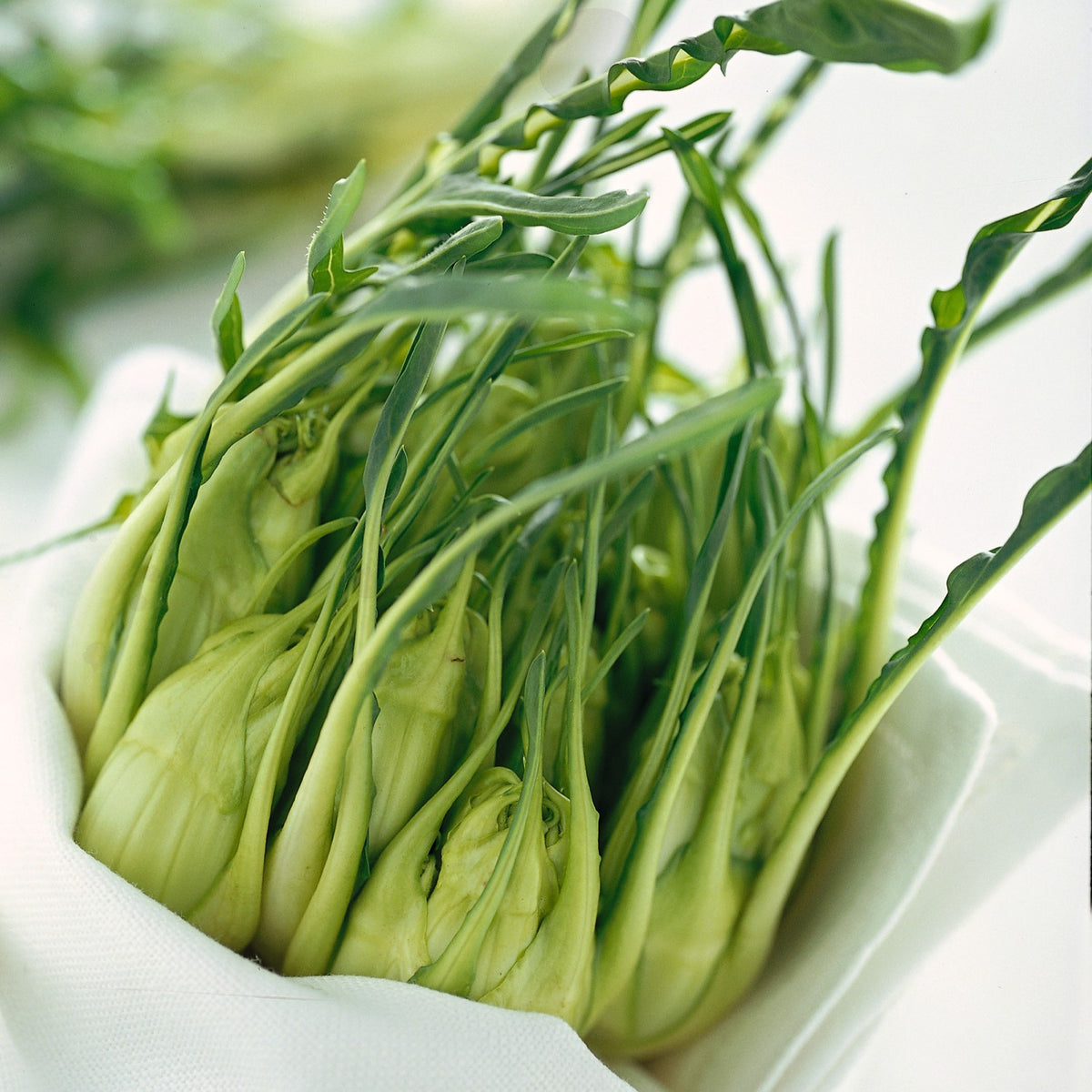 Chicory Seeds - Catalogna Puntarelle
