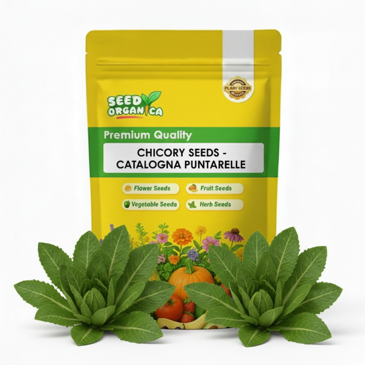 Chicory Seeds - Catalogna Puntarelle