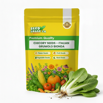 Chicory Seeds – Italian Grumolo Bionda