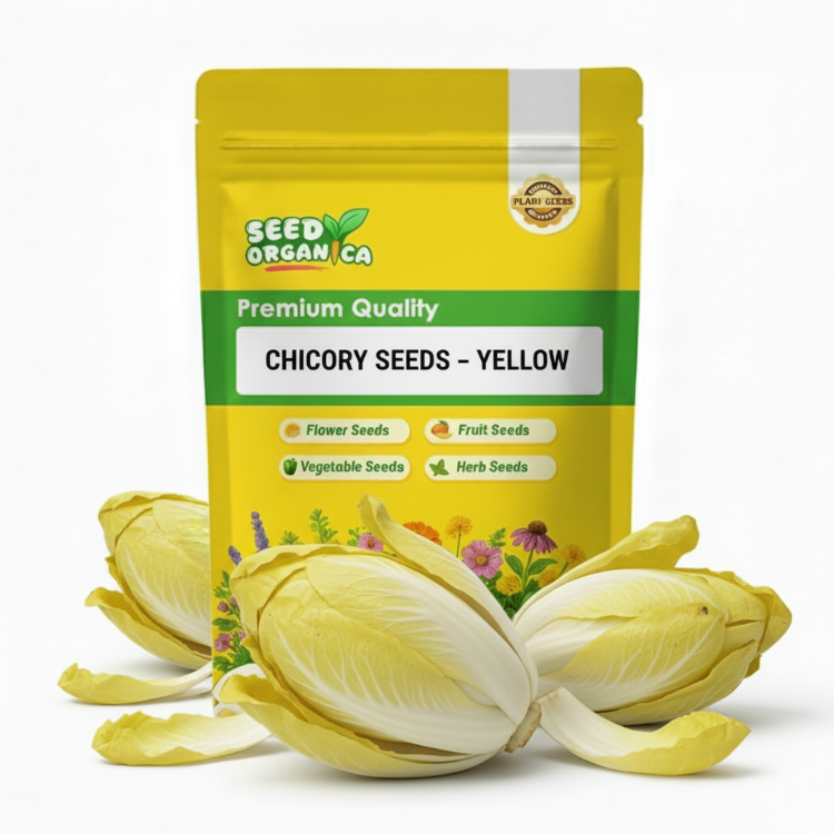 Chicory Seeds – Yellow